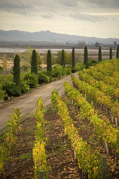 Sonoma Vineyard