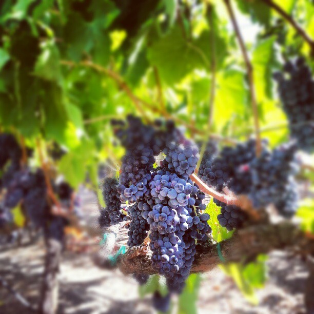 Sonoma Grapes