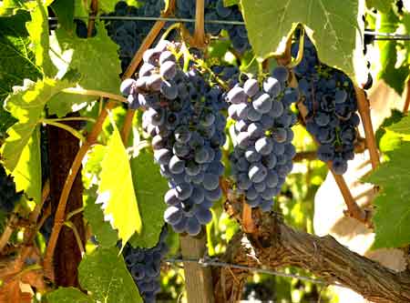 Vineyard