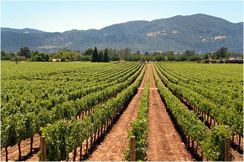 Vineyard Overlooking Mountain View