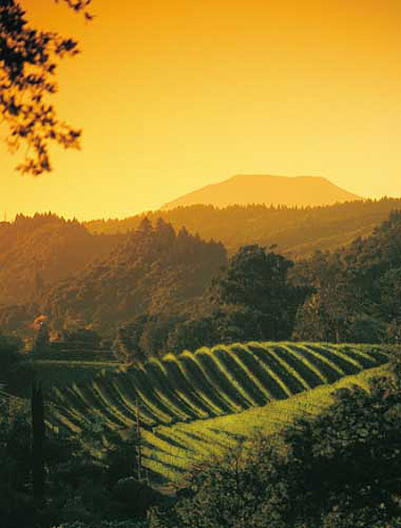 Rolling Hills of Sonoma
