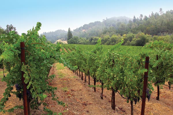 Vineyard